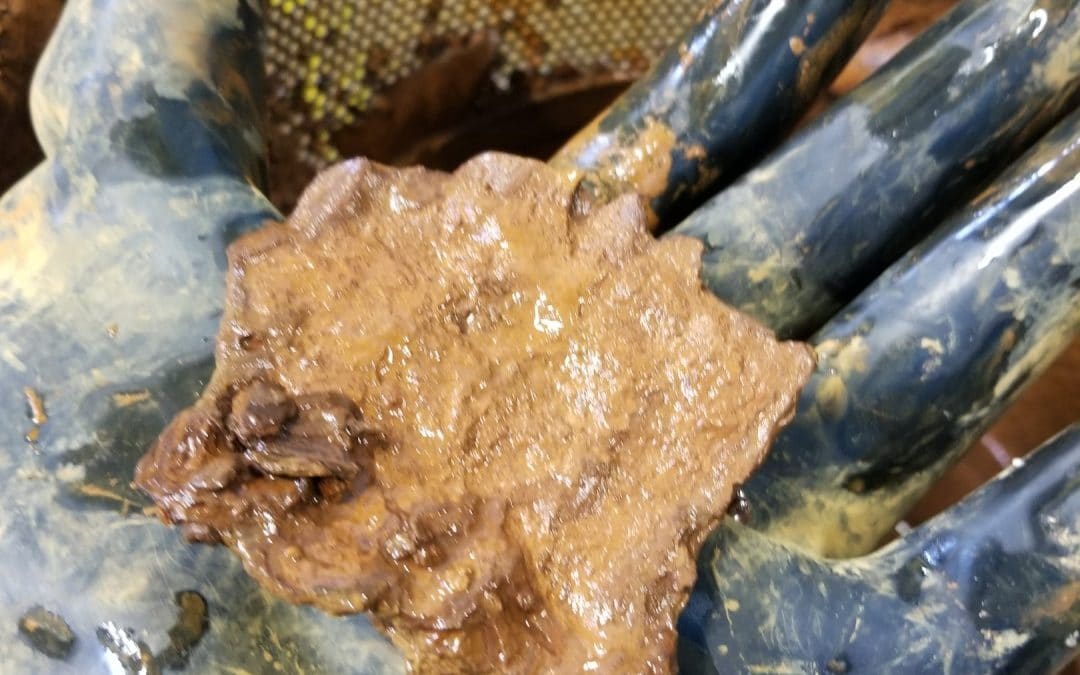 Not All Biofilms Are The Same